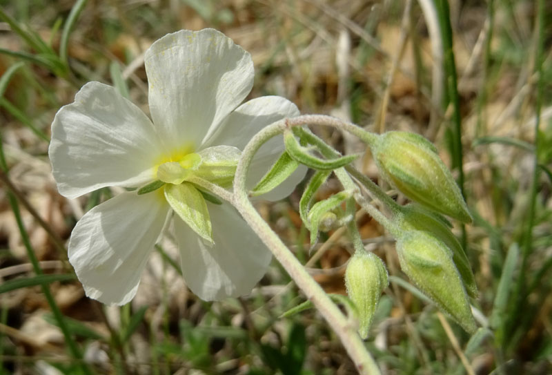 Helianthemum apenninum (L.) Mill. (Cistaceae)